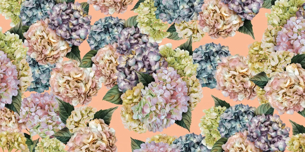 Skellern, Sue: Hydrangeas_Peach Fuzz