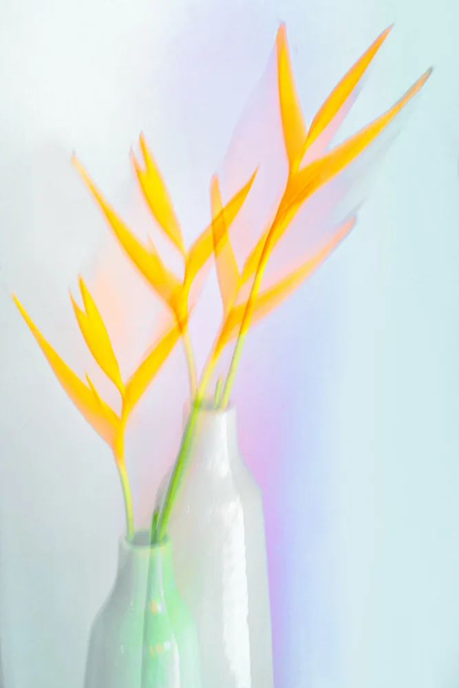 Thies, Dirk Florent: Still life with flower (Heliconia)