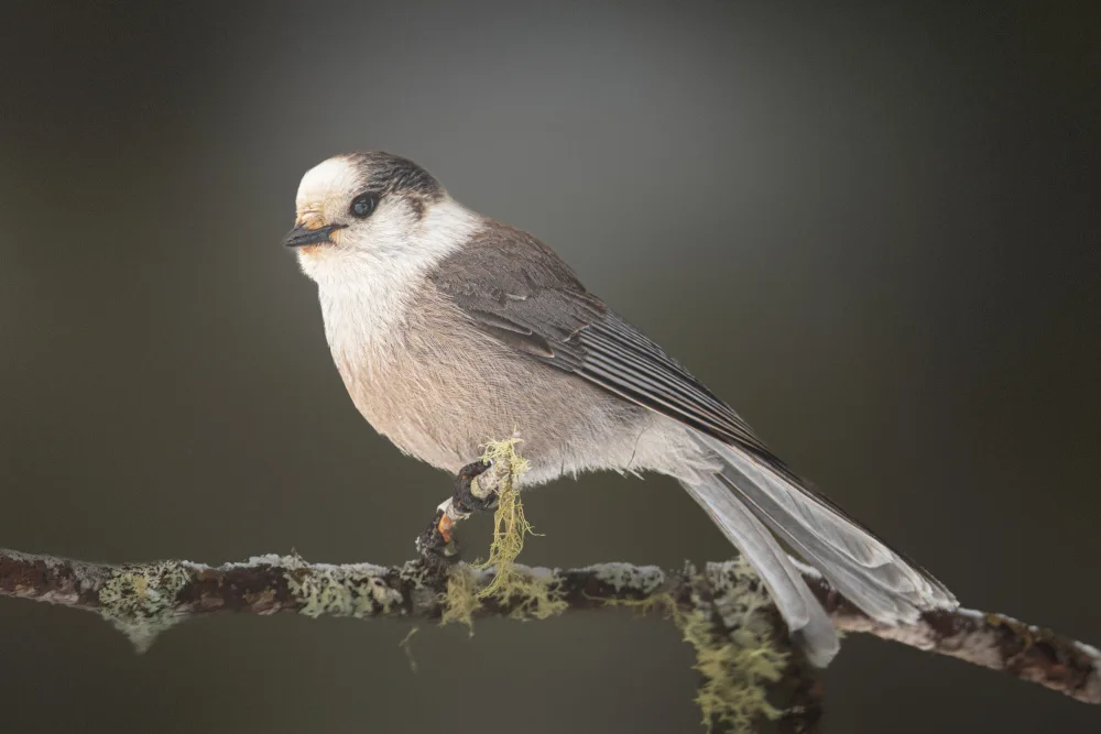 Ni, Xiaolin: Canada Jay