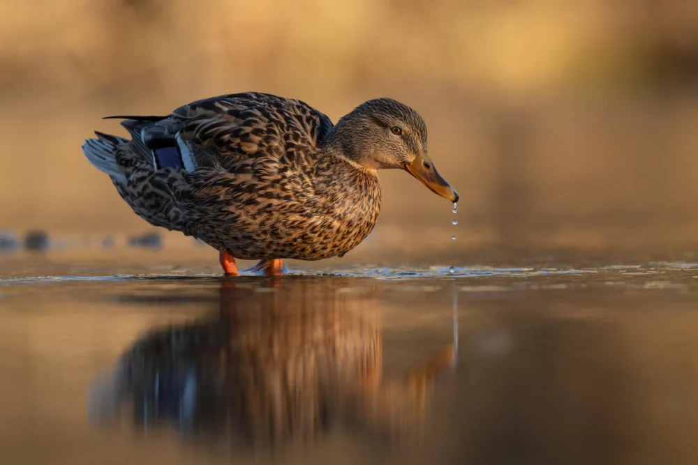 Pauli, Nina: Golden morning