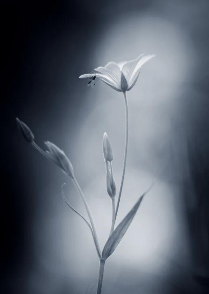 Myles, Penny: Secret Garden iii)