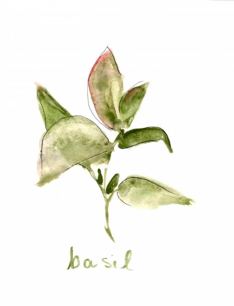 Lindstrom, Christine: Basilic1