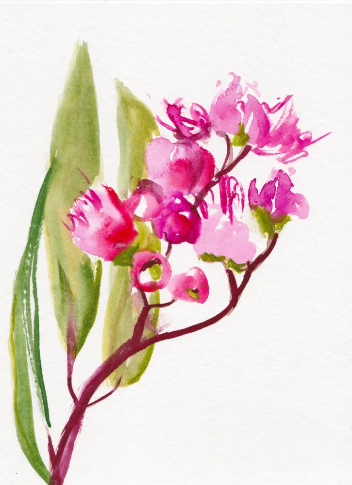 Lindstrom, Christine: Eucalyptus Petit