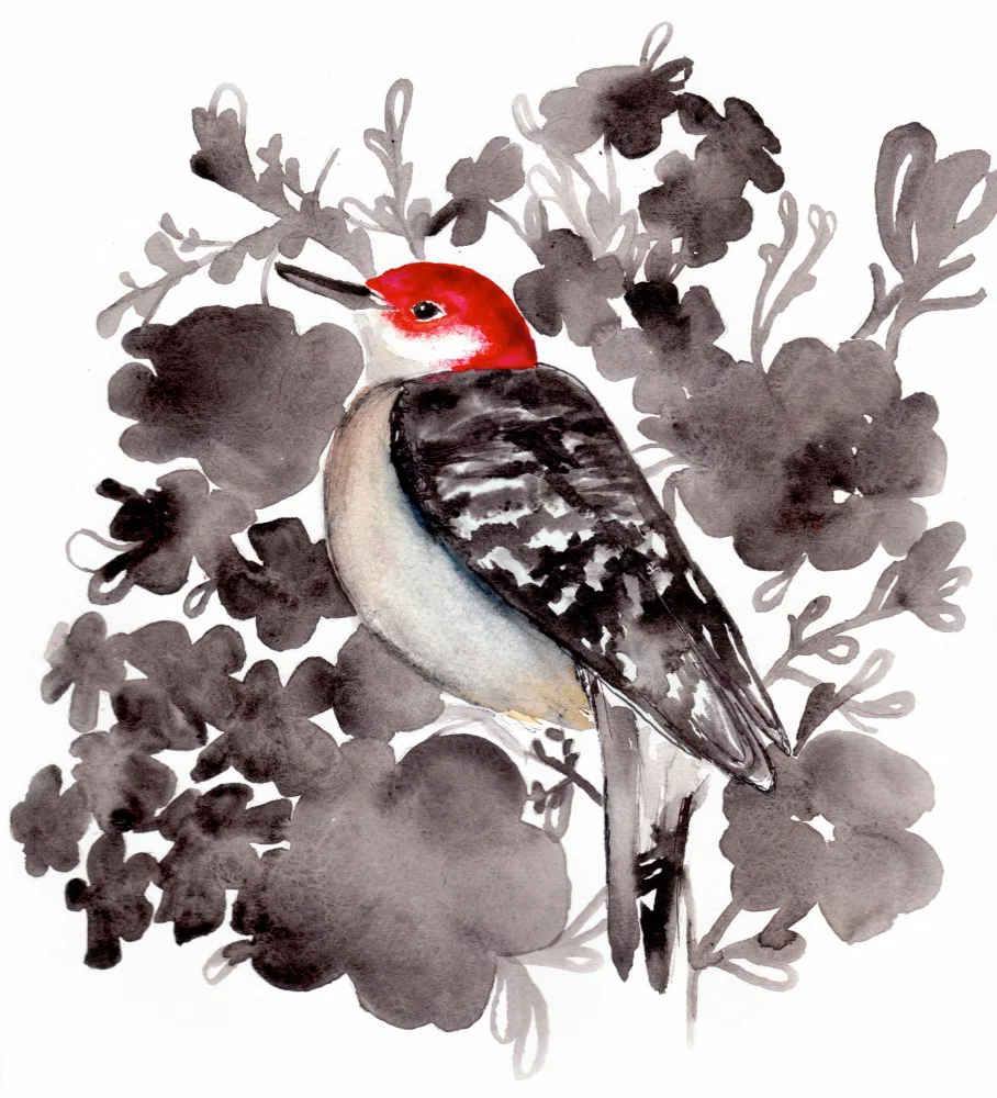 Lindstrom, Christine: Red Bellied Woodpecker