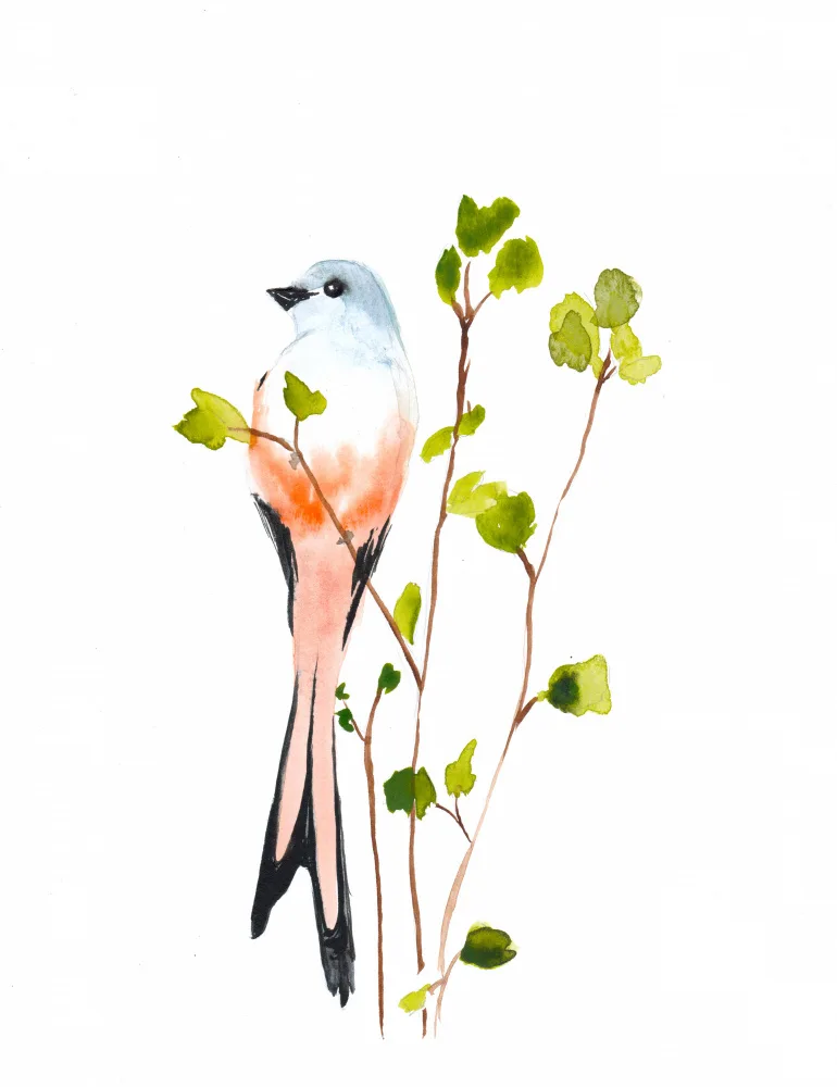 Lindstrom, Christine: Scissortail