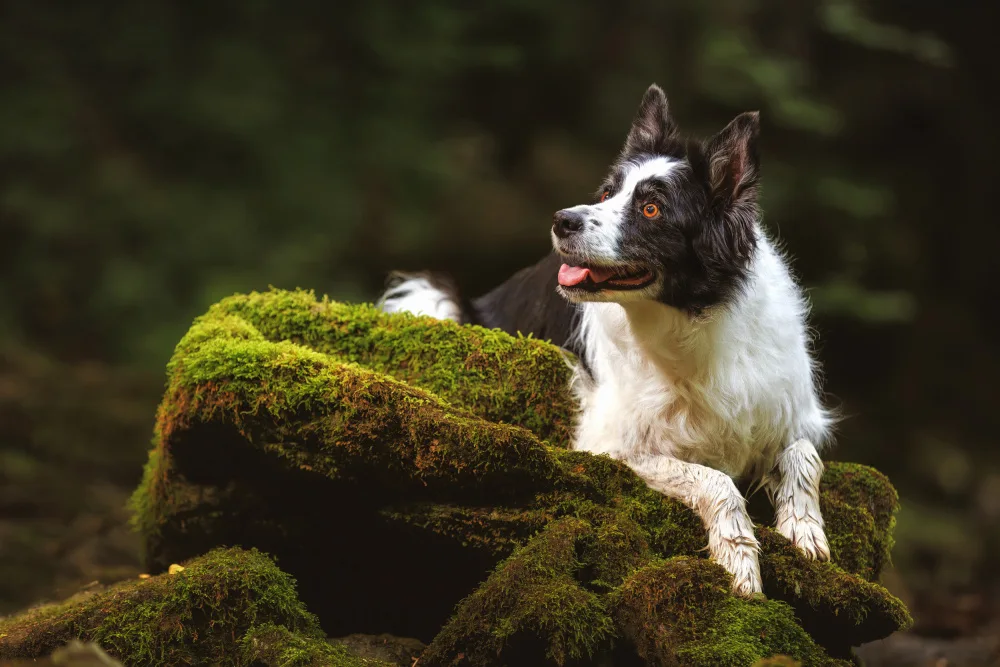 Baloh, Davorin: Border Collie che si immerge nella fuga serena della foresta: un'oasi verde