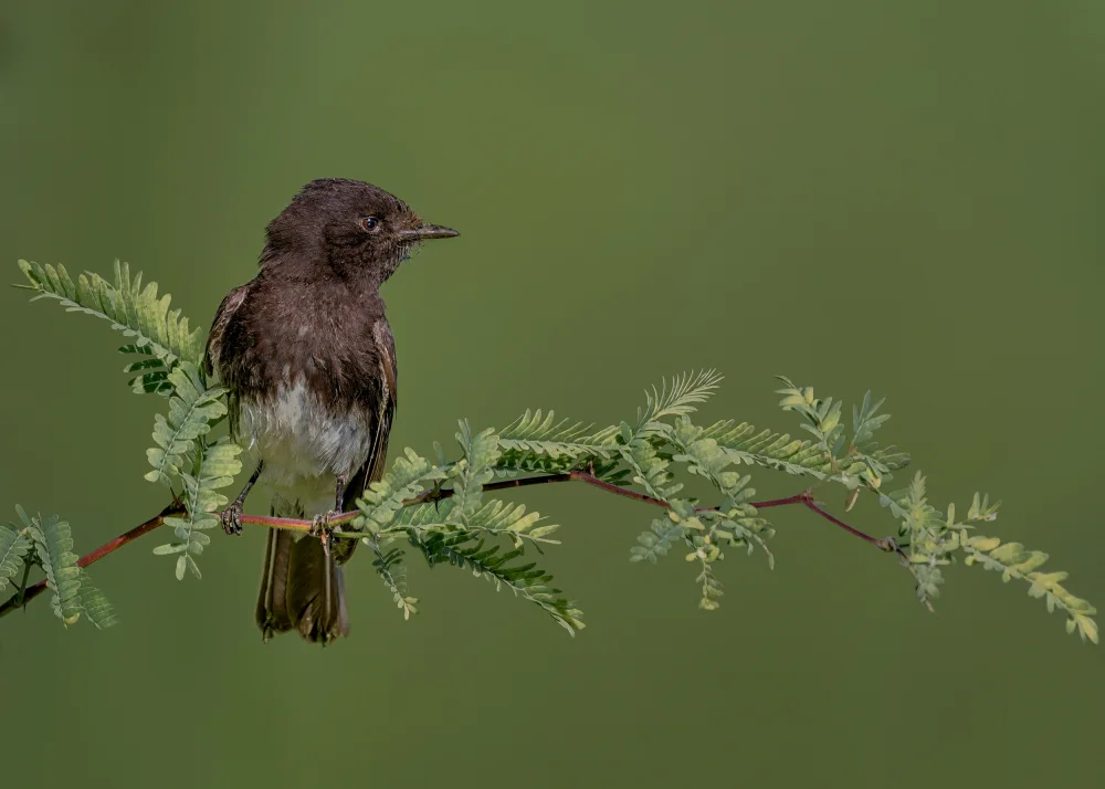 Xu, Jian: Black phoebe