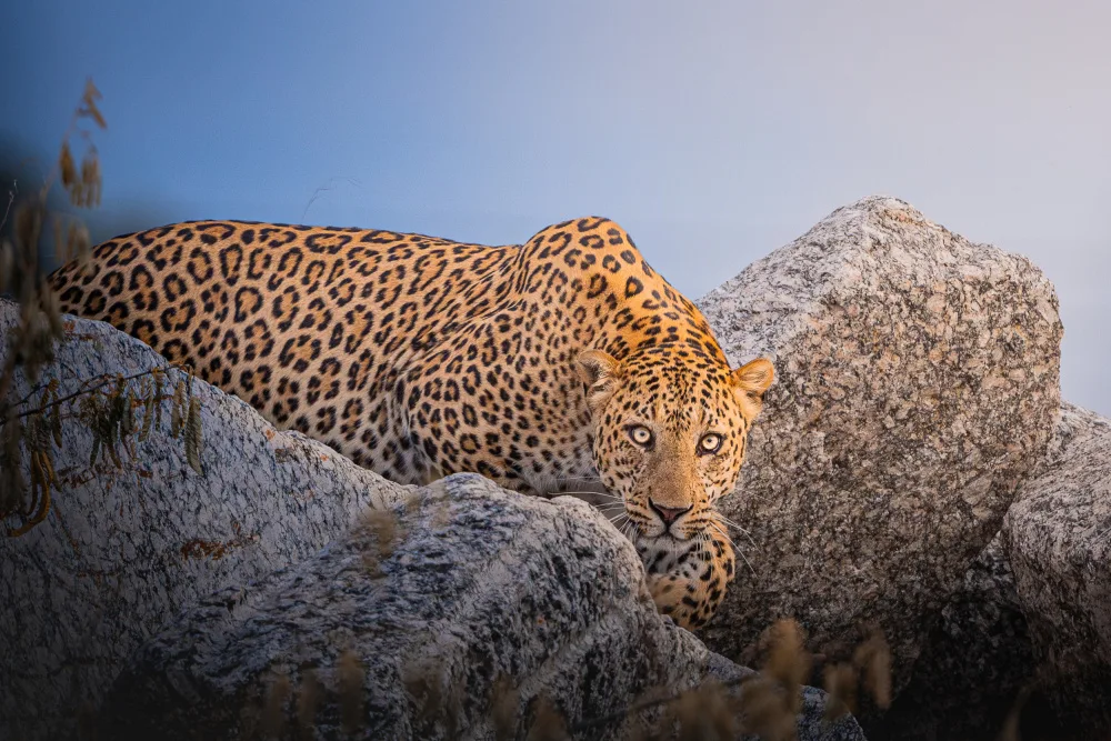 Sharma, Abhinav: The Gaze