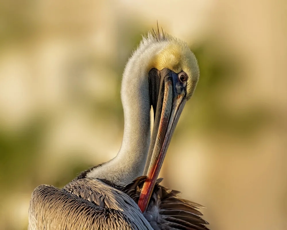 Gagnon, Lucie: Preening