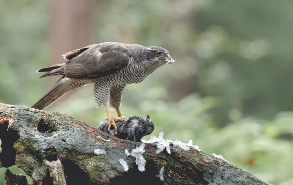 Linden, van Jan: Northern Goshawk with prey