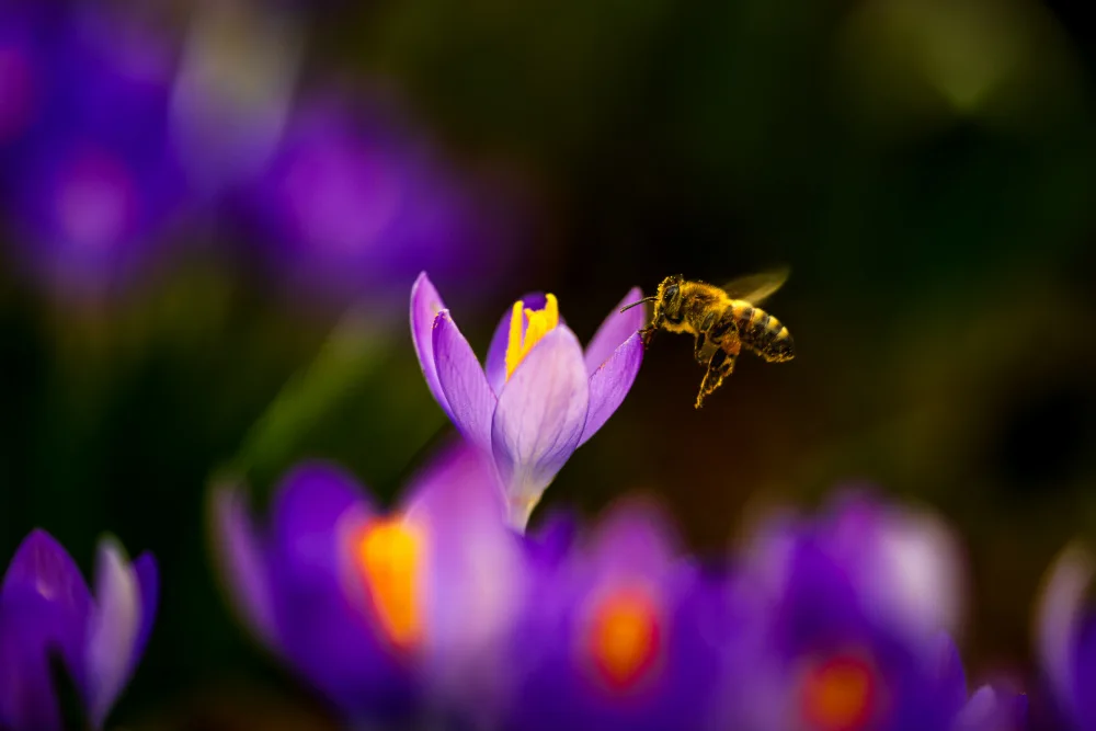 Jansen, Arne: Springtime