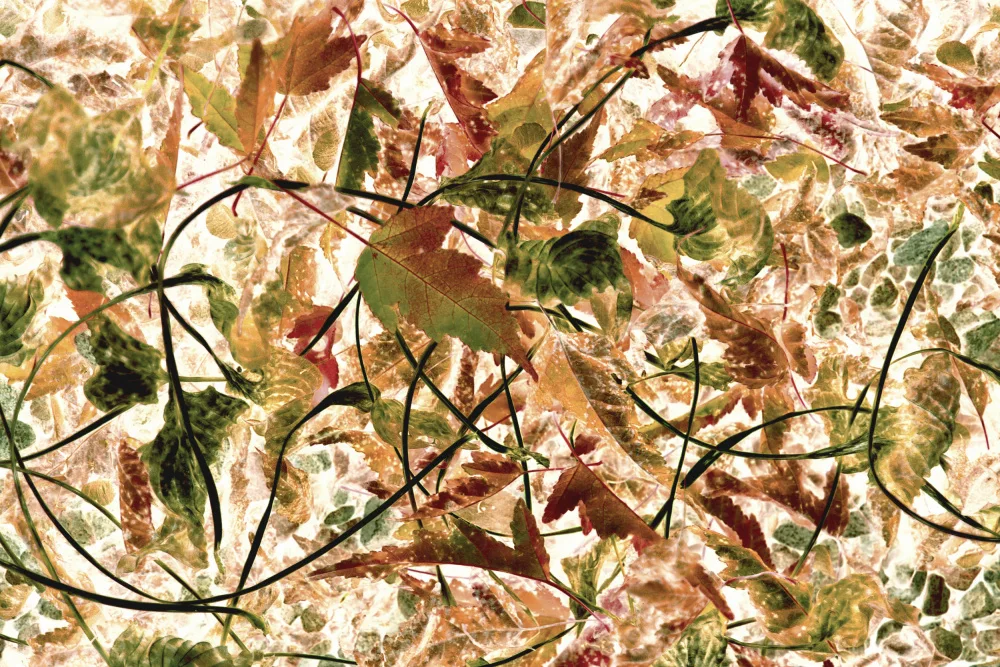 Sillen, Christina: Flying leaves