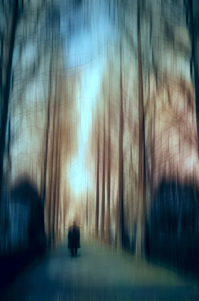 Inamura, Atsushi: a mystical forest walk