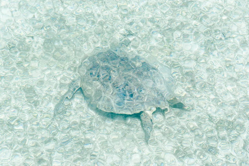 Photolovers: Schildkröte unter Wasser