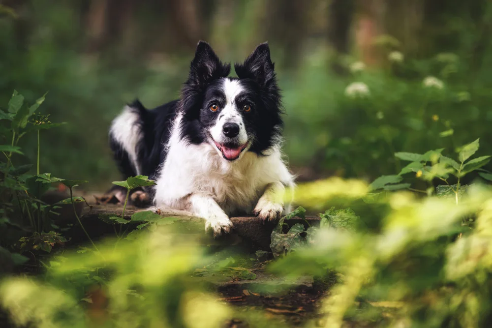 Baloh, Davorin: Ritratto di Border Collie: giocoso nella foresta
