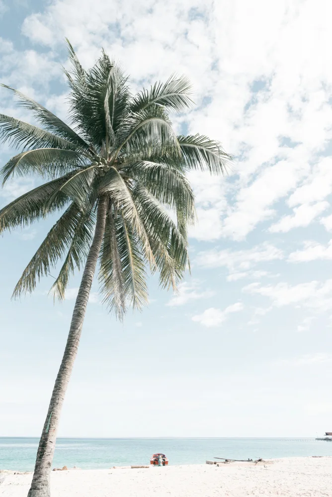 Photolovers: Palm tree at the beach 2