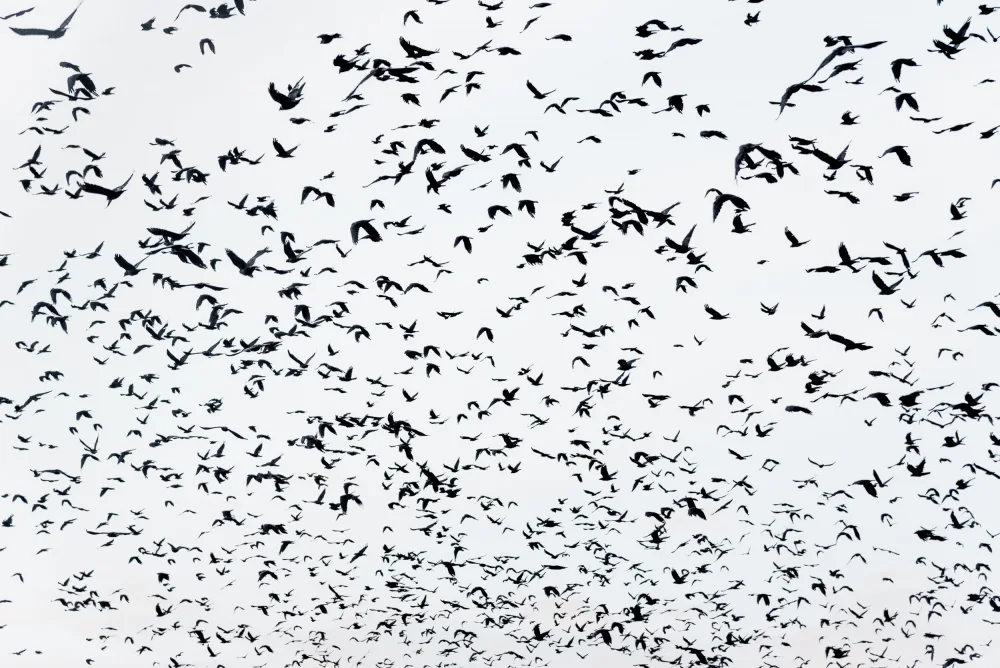 Photolovers: Birds in the sky