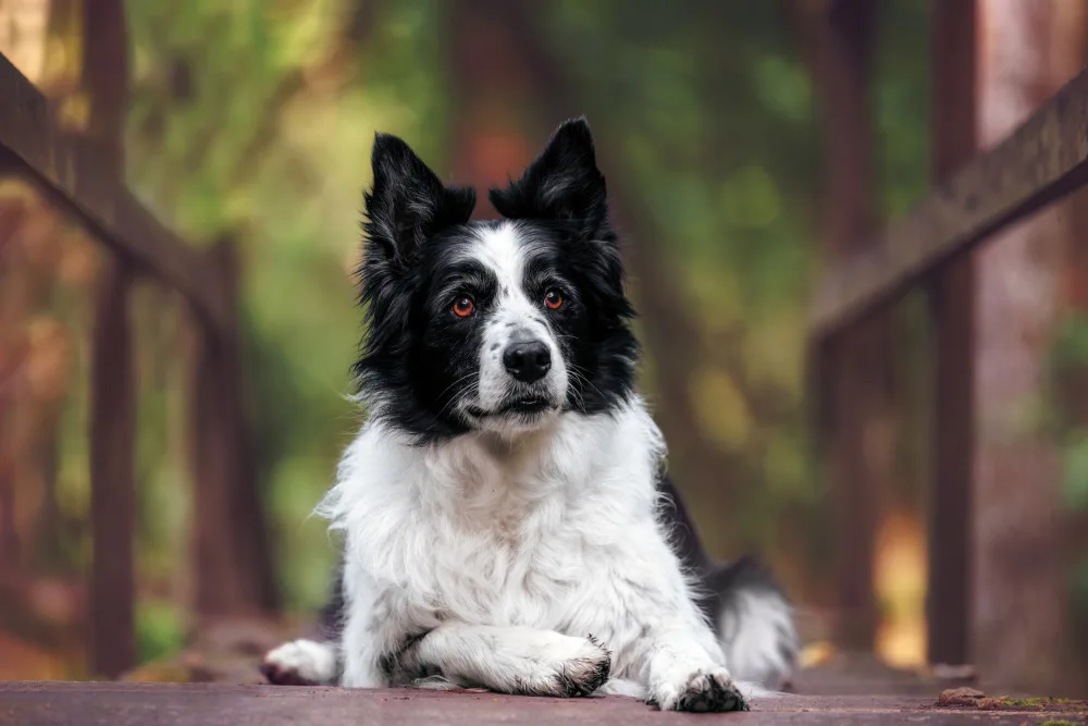 Baloh, Davorin: Border Collie: Playfulness and joy in the green paradise