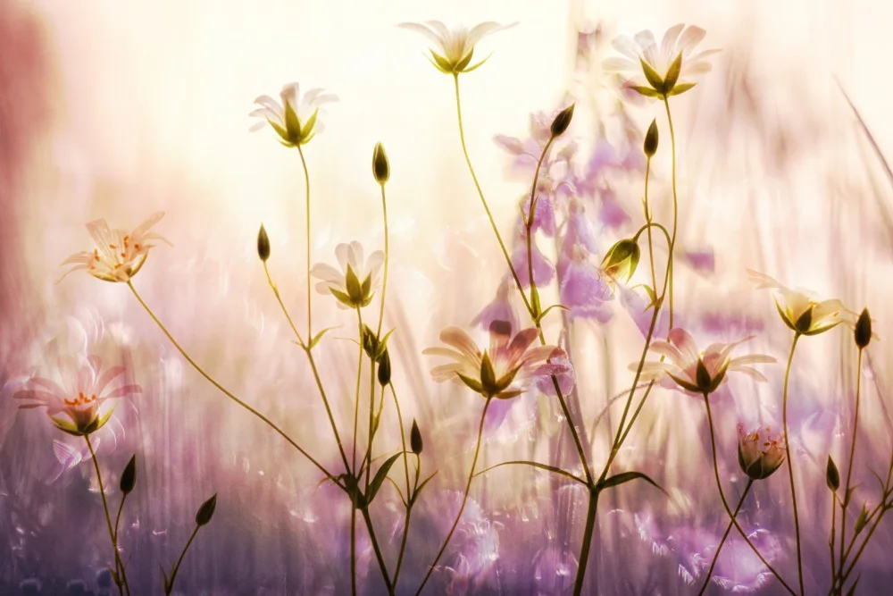 Lee, van Hilda: a touch of lilac