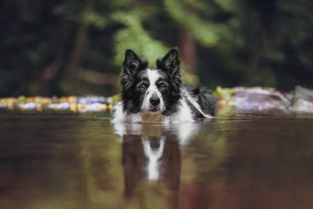 Baloh, Davorin: Border Collie in Action: Focused, Ready, and Loyal