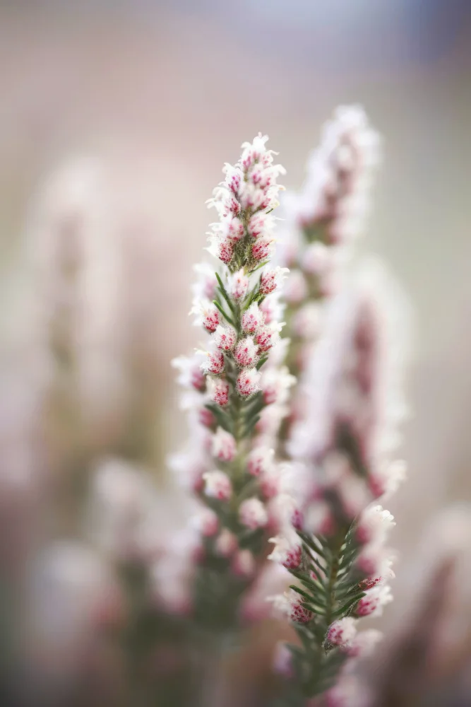 Treechild: Naturedetail