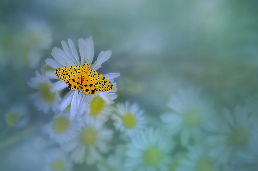 Pamungkas, Edy: Beautiful Yellow Butterfly