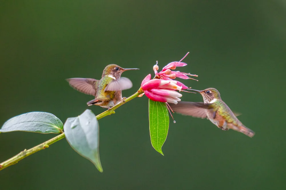 Dhesi, Rajat: Volcano Hummingbirds