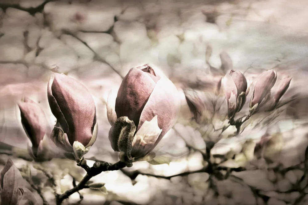 Sillen, Christina: Magnolia spring