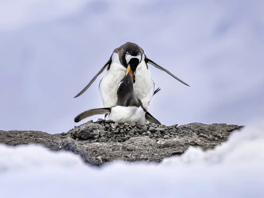 Hu, Gary: Mating Time