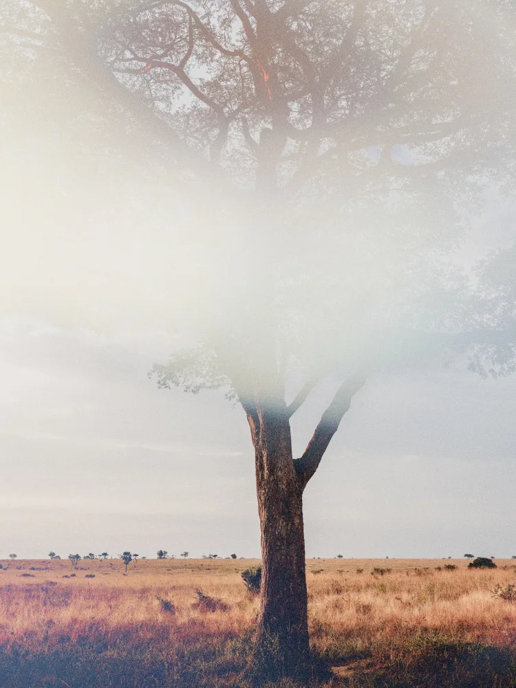 Imaginative: Albero nel paesaggio