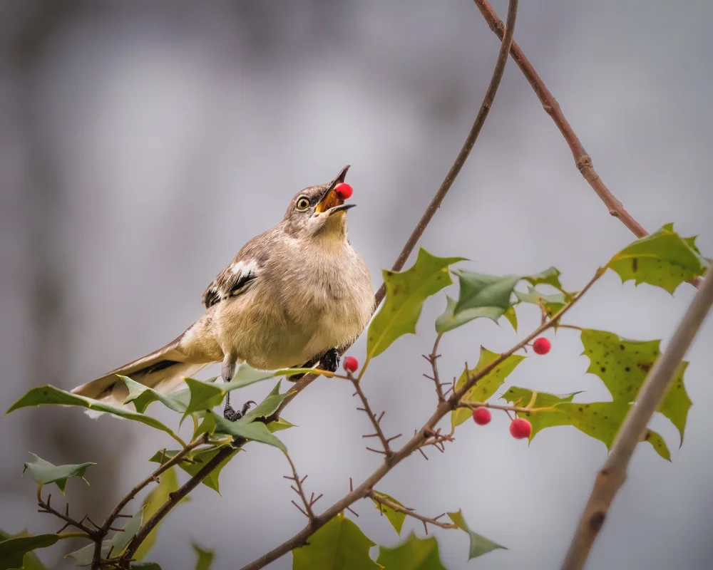 Cai, Xiao: Northern Mockingbird
