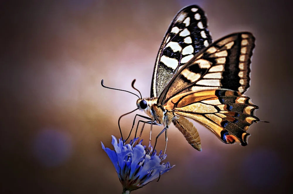 Mazzoni, Riccardo: Papilio Machaon