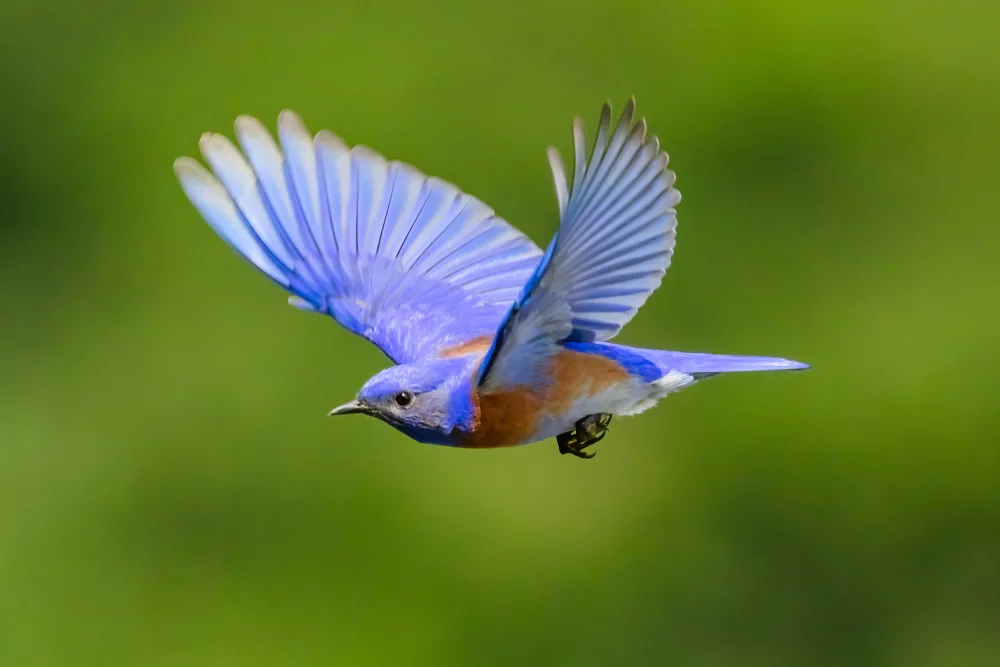 Wang, Moses: Western bluebird