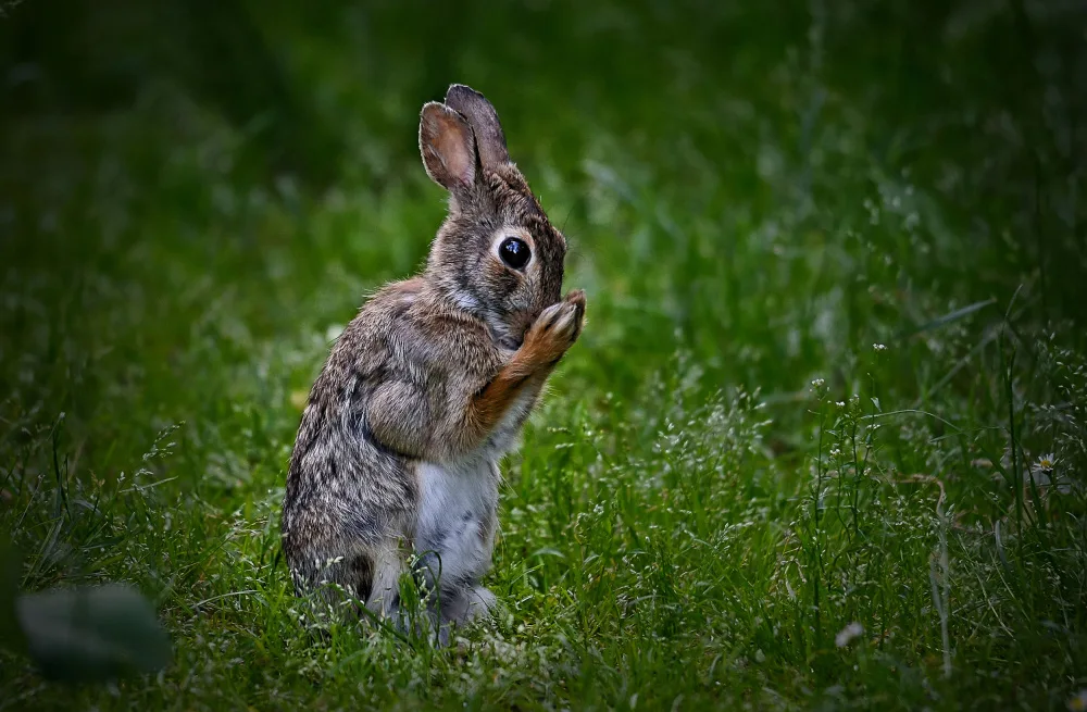 Mazzoni, Riccardo: Eastern Cottontail