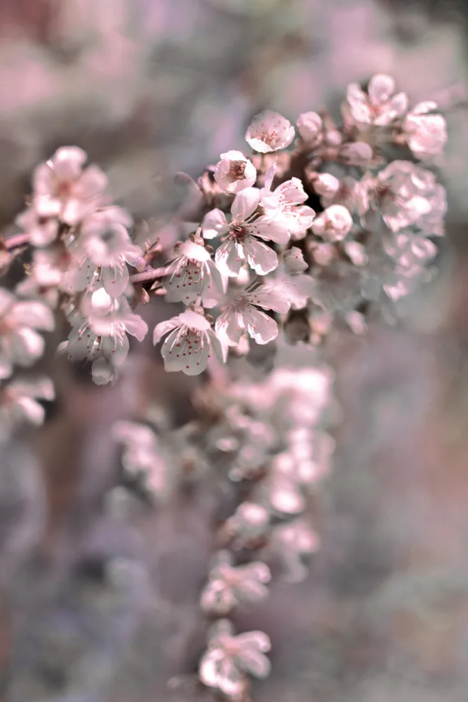 Sillen, Christina: Cherry blossom