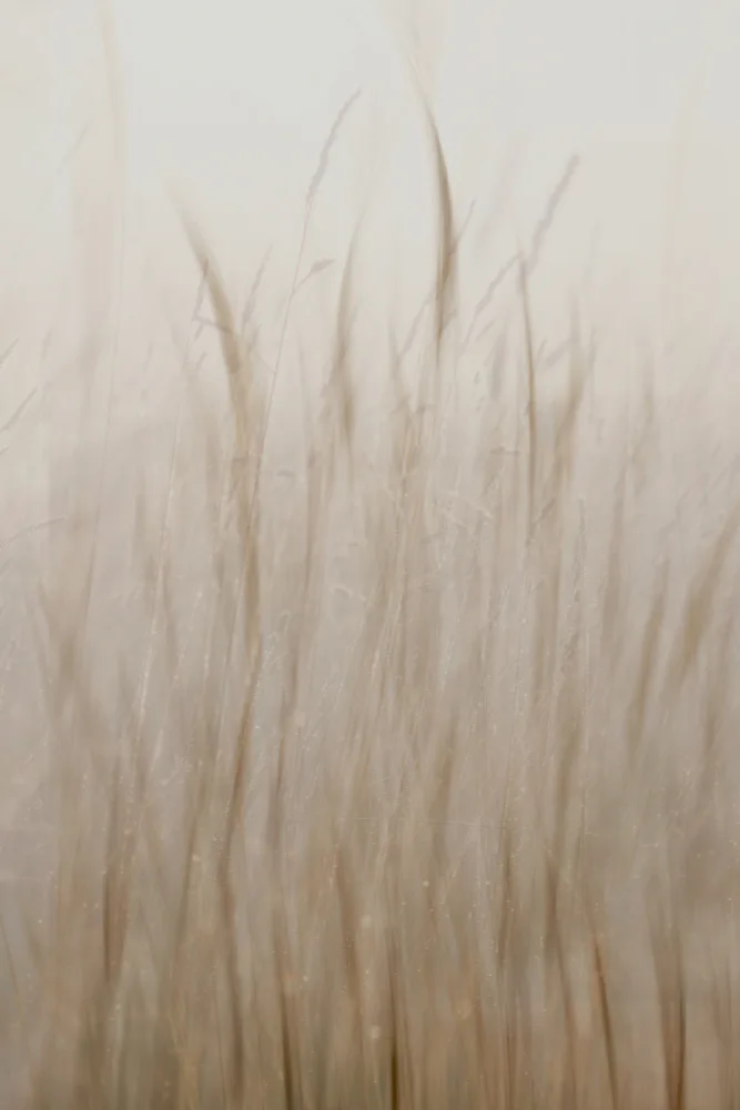 Sillen, Christina: Meadow grass