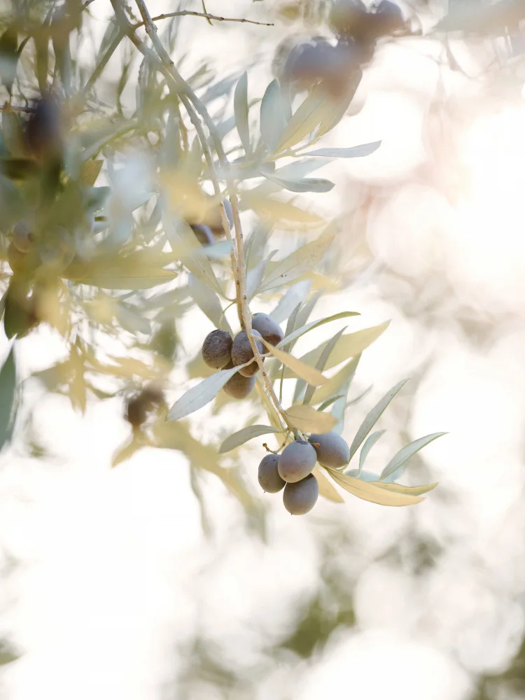 Collins, Lynn Crystal: Olive Branch No.1