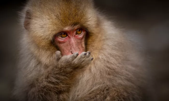W, Joanna: The snow monkey