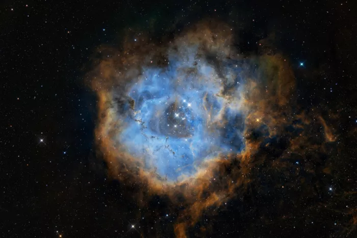 Chander, Vikas: Rosette