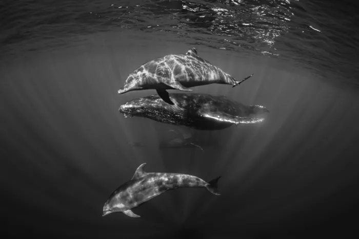 Gabriel, Barathieu: Dolphins with Black and whale