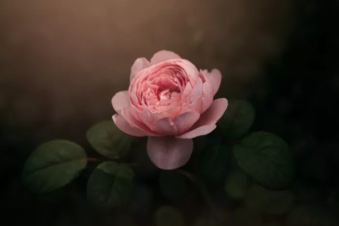 Sitnikiene, Sofia: Precious rose