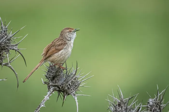 Margulies, Doron: Morning singing