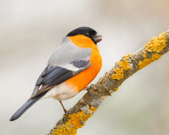 Keizer, Annie: Goldfinch.