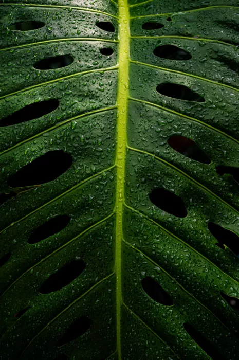 KURAHASHI, YUTAKA: Monstera Schweizer Käsepflanze
