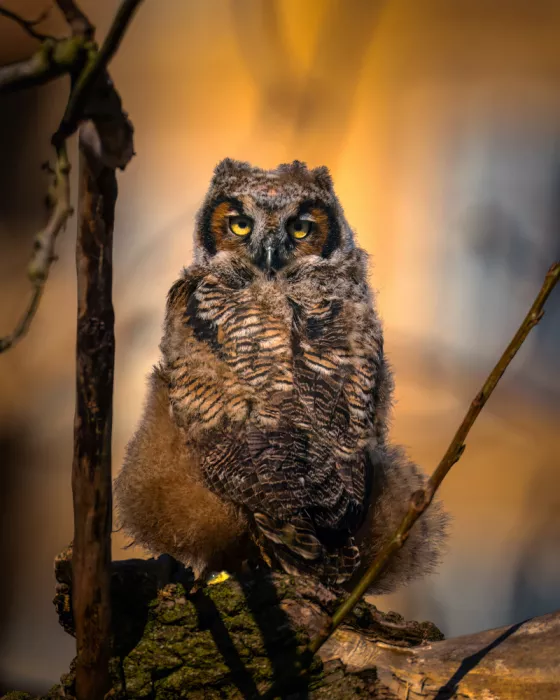 Xiao, Hanping: Portrait of A Baby Owl