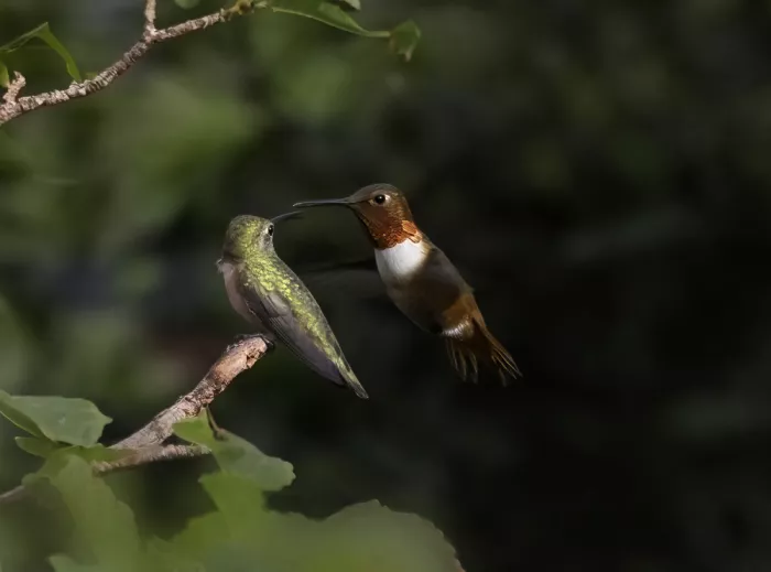 NanZ: Hummingbirds