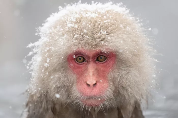 天馬, Feng Chao: Un macaque des neiges