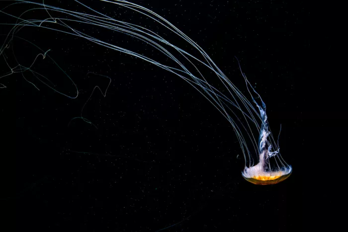Aliace/uesan: fluid jellyfish