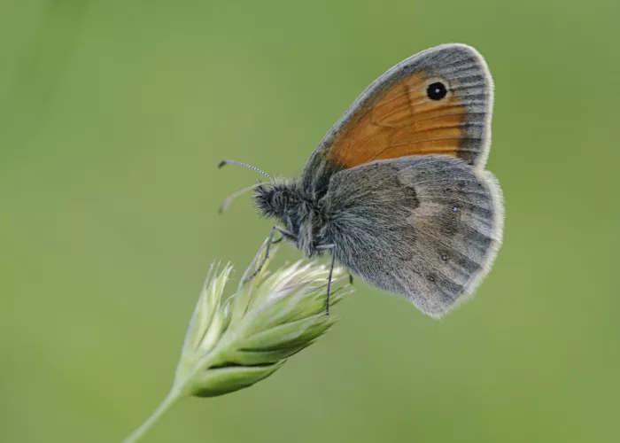 Sener, Savas: Butterfly