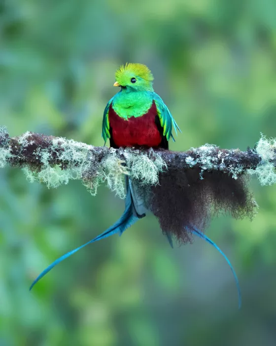 Zygmunt, Milan: Resplendent quetzal